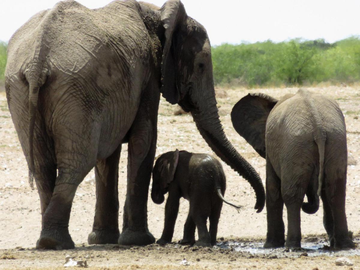 Etosha Safari Camping2Go أوكاوكويجو المظهر الخارجي الصورة